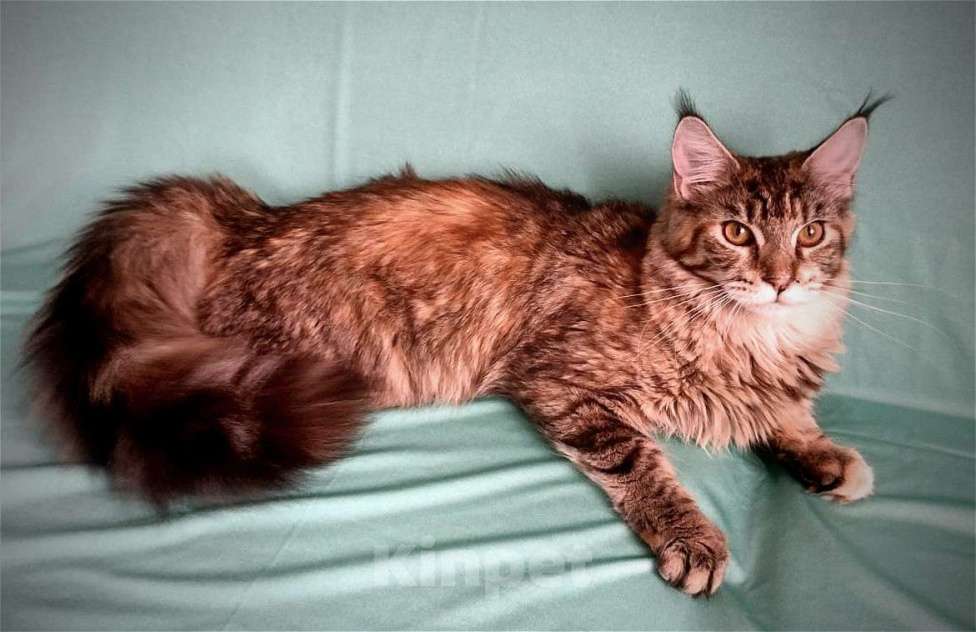 Кошки в Кемерово: Котята Мейн-кун Девочка, Бесплатно - фото 2