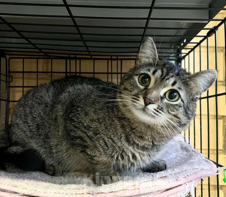 Кошки в Москве: Полосатый котик Плюшкин в добрые руки Мальчик, Бесплатно - фото 3