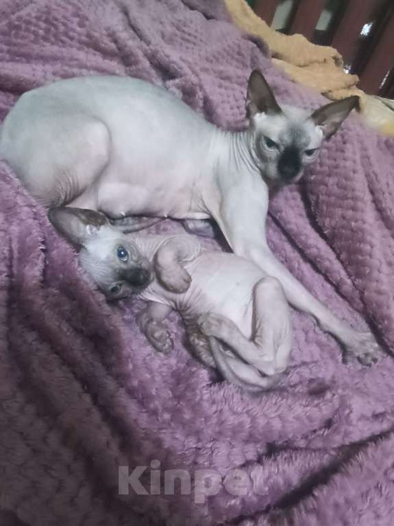Кошки в Рязани: Котёнок X Сфинкс Девочка, 6 000 руб. - фото 3