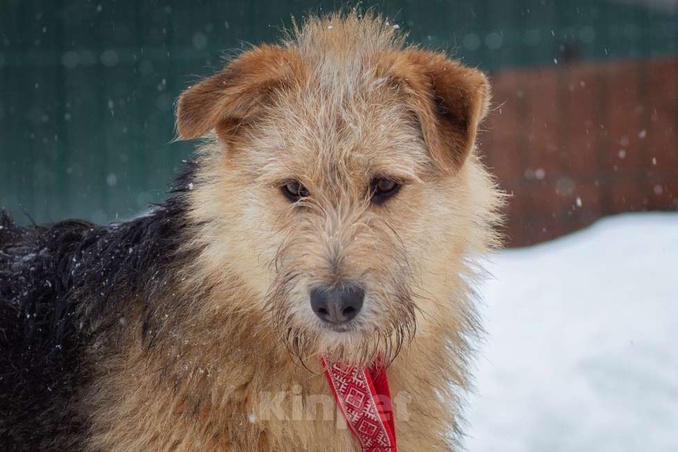 Собаки в Москве: щенок Арчи в добрые руки Мальчик, Бесплатно - фото 1