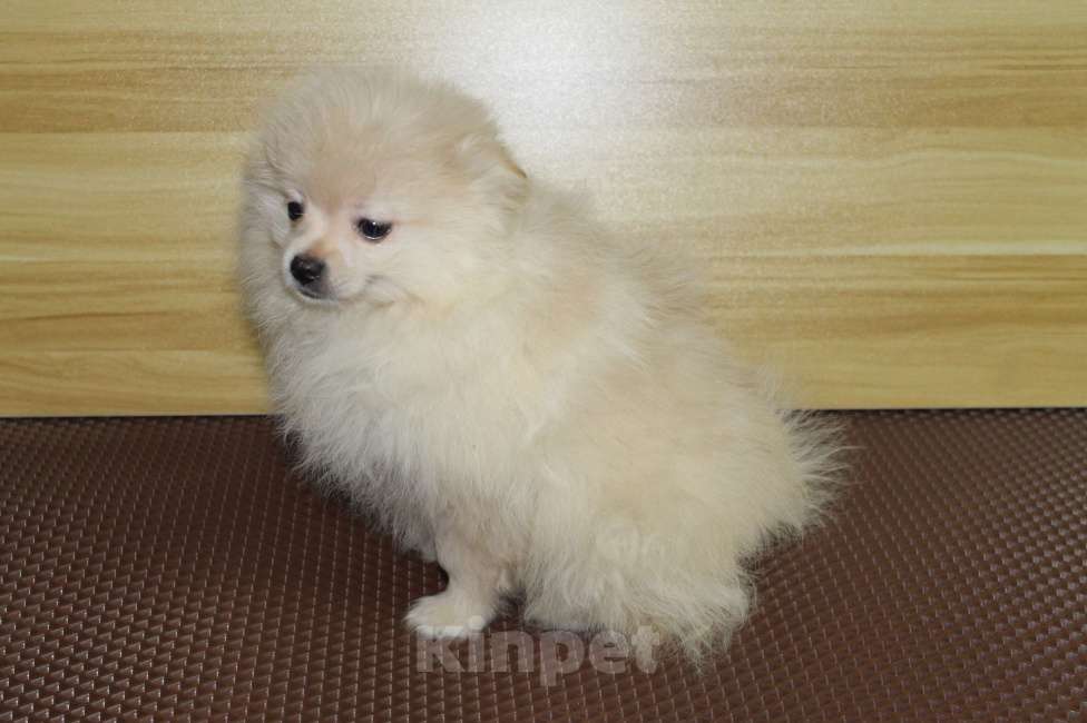 Собаки в Брянске: продаётся щенок шпица кобель Мальчик, 20 000 руб. - фото 2