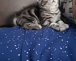 Кошки в Колпашево: Шотландский фолд 1,5 месяца мальчик Мальчик, 5 000 руб. - фото 4