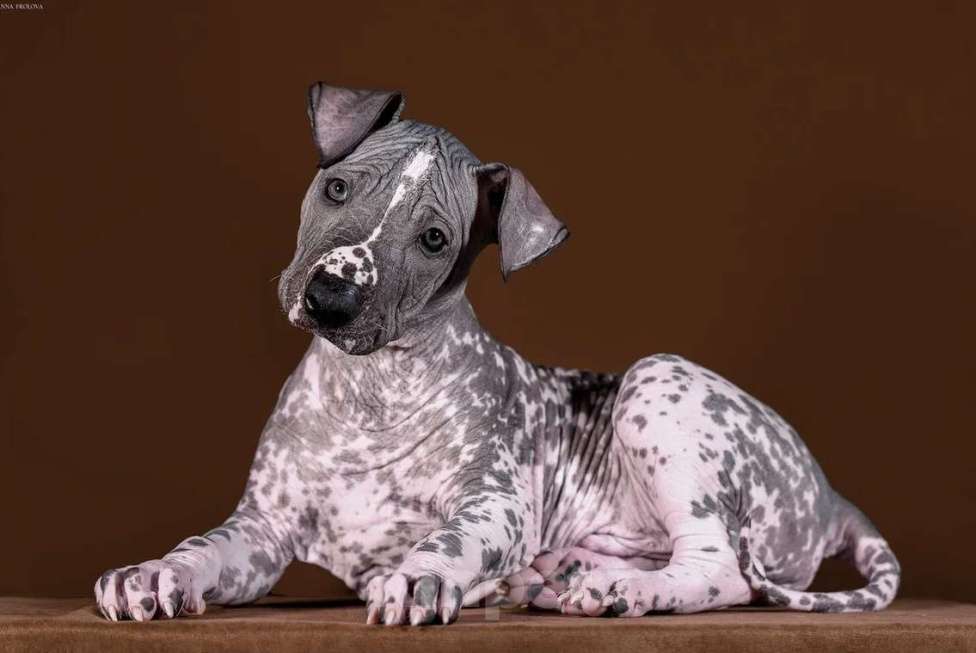 Собаки в Рыбинске: В продаже щенок ксолоитцкуинтли стандартного размера Мальчик, 150 000 руб. - фото 1