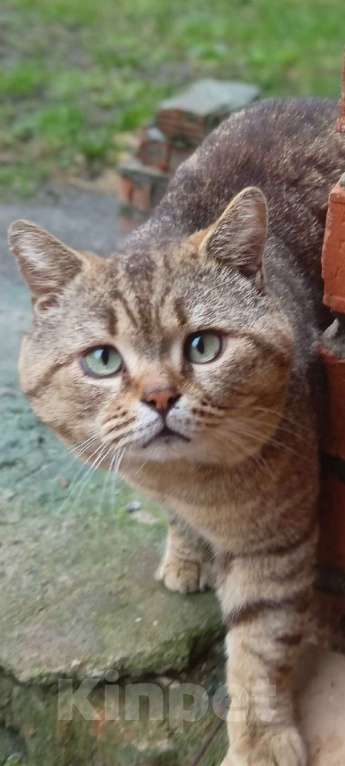 Кошки в Москве: Кот Мар ищет дом Мальчик, Бесплатно - фото 3