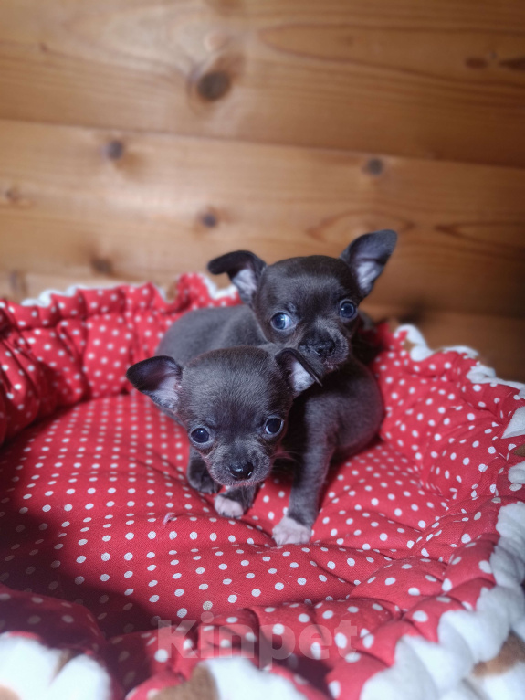 Собаки в Москве: Голубая девочка чихуа Девочка, 50 000 руб. - фото 2