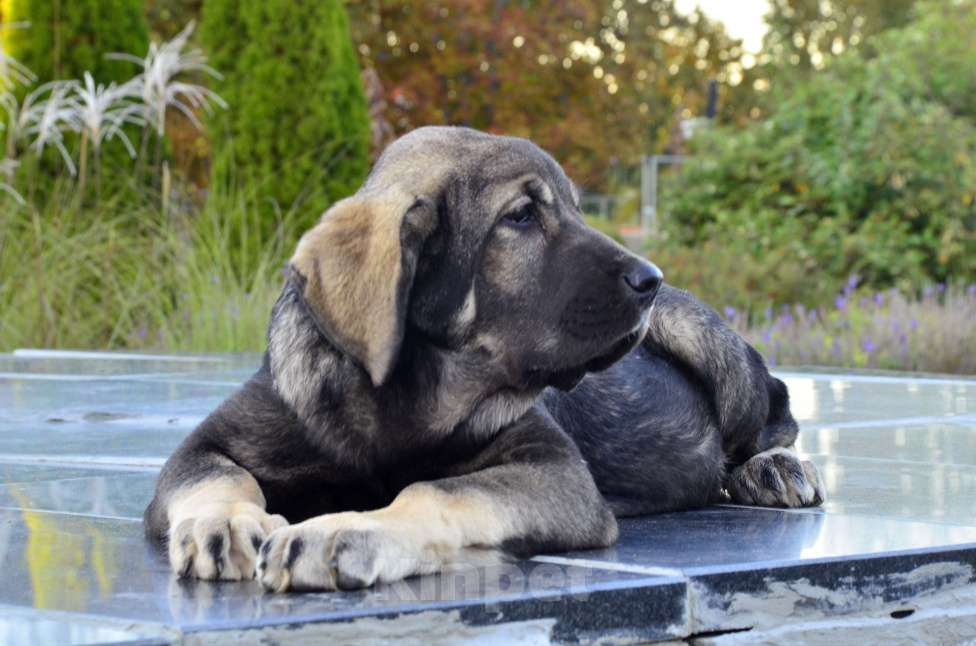 Собаки в Тамбове: Мастиф щенки Девочка, 50 000 руб. - фото 2
