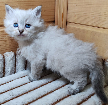 Девочка Кларисса