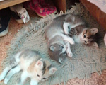 Кошки в Альметьевске: Пушистики Девочка, Бесплатно - фото 4