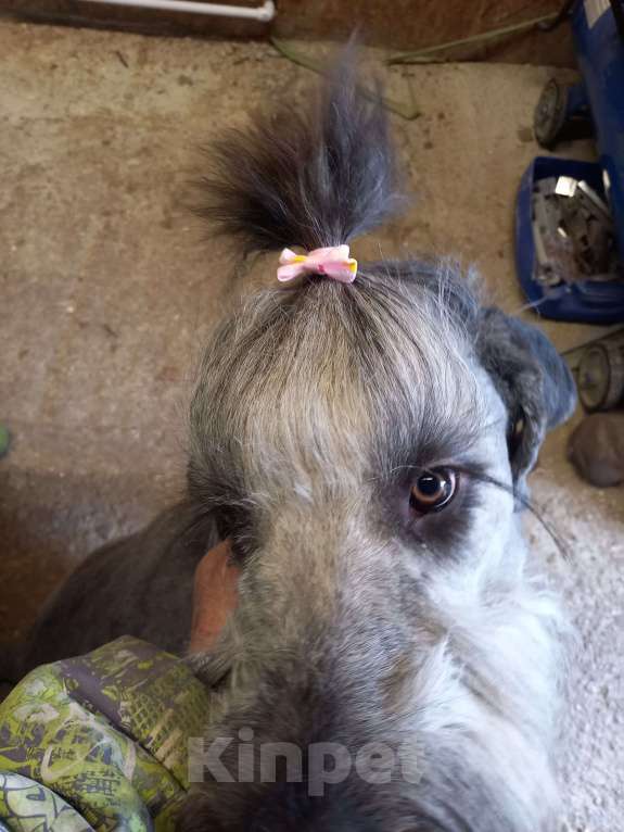 Собаки в других городах Московской области: Продолжить краивую породу Девочка, Бесплатно - фото 5