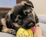 Собаки в Санкт-Петербурге: Щенята ищут свои любящие семьи! Мальчик, Бесплатно - фото 5