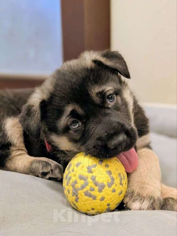 Собаки в Санкт-Петербурге: Щенята ищут свои любящие семьи! Мальчик, Бесплатно - фото 5