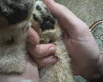 Кошки в Назрани: Золотая шиншилла, чистокровная британка Девочка, 45 000 руб. - фото 6