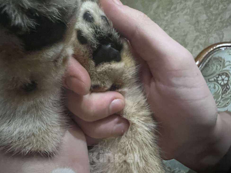 Кошки в Назрани: Золотая шиншилла, чистокровная британка Девочка, 45 000 руб. - фото 6