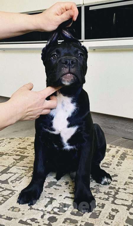 Собаки в Тюмени: Кане-Корсо, щенки Разнополые, 50 000 руб. - фото 3