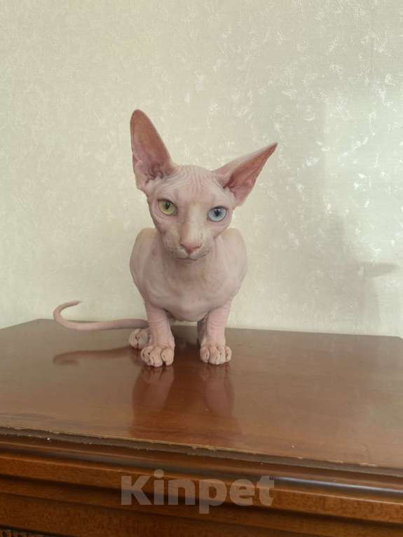 Кошки в Москве: Разноглазый мальчик Мальчик, 60 000 руб. - фото 7