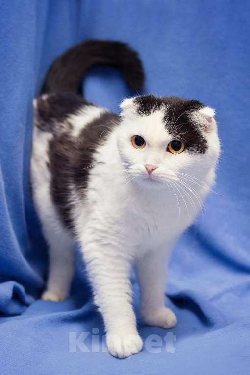 Кошки в Москве: Добрая ласковая вислоухая кошка Ксюшенька ищет дом Девочка, Бесплатно - фото 4