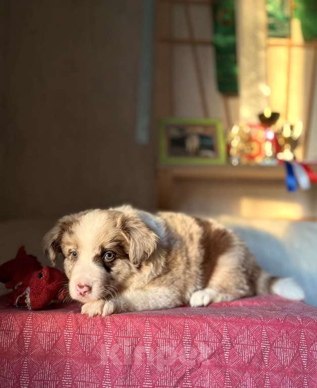 Собаки в других городах Алтайского края: Щенки Бордер Колли Мальчик, Бесплатно - фото 8