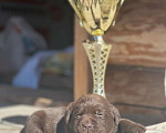Собаки в Выксе: в поисках самых лучших ручек Мальчик, 60 000 руб. - фото 3