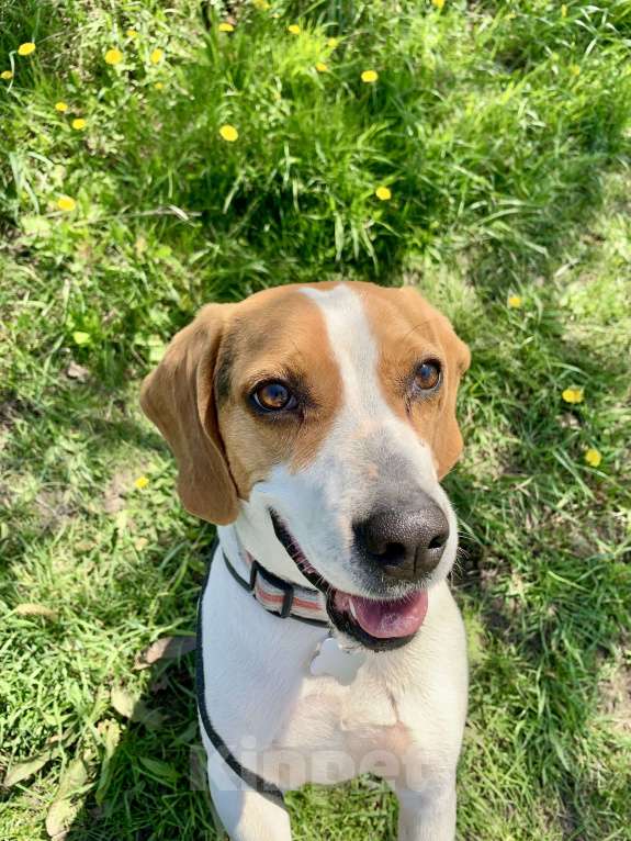 Собаки в Краснодаре: Пропала собака Девочка, Бесплатно - фото 2