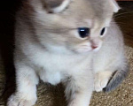 Кошки в Сухиничах: Шотландский вислоухий котенок голубое золото Девочка, 10 000 руб. - фото 2