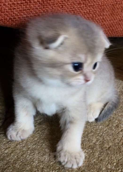 Кошки в Сухиничах: Шотландский вислоухий котенок голубое золото Девочка, 10 000 руб. - фото 2