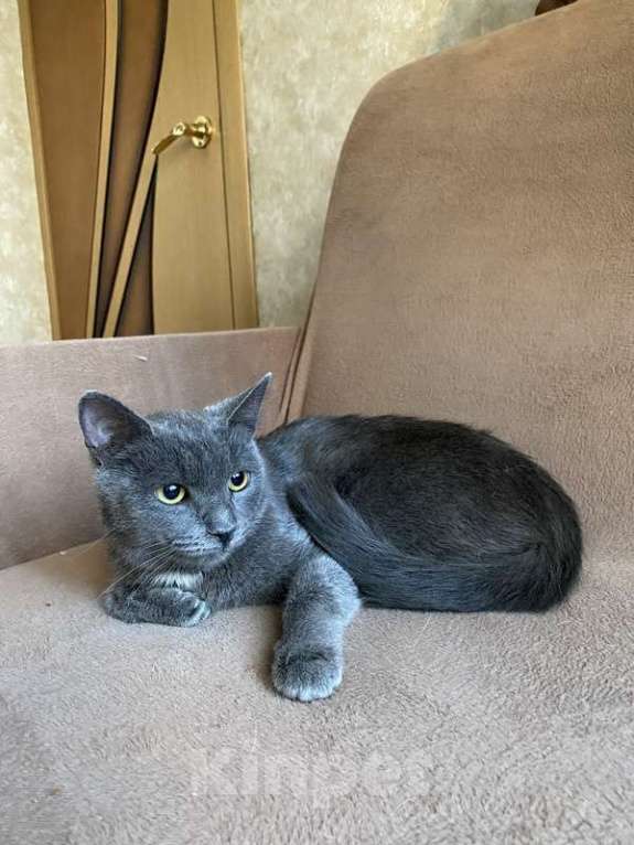 Кошки в Москве: Ручная русская голубая кошка Лилу в добрые руки Девочка, Бесплатно - фото 2