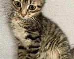 Кошки в Санкт-Петербурге: Ищем дом спасенных  с улицы котят! 🐾 Мальчик, Бесплатно - фото 2