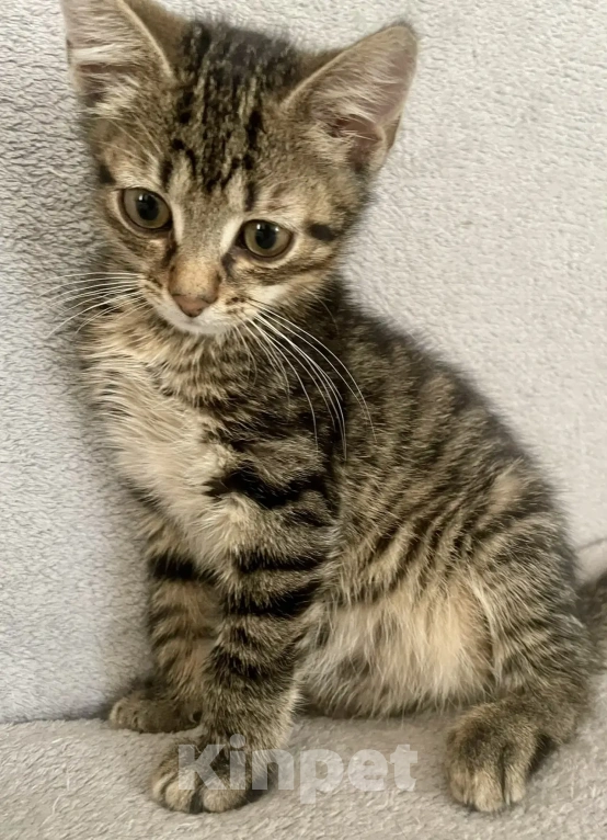 Кошки в Санкт-Петербурге: Ищем дом спасенных  с улицы котят! 🐾 Мальчик, Бесплатно - фото 2