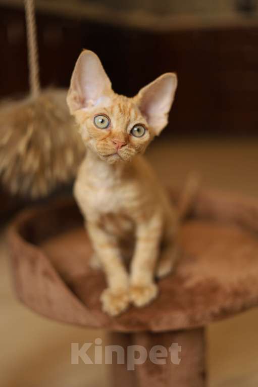 Кошки в Москве: Котята девон-рекс Мальчик, 60 000 руб. - фото 5