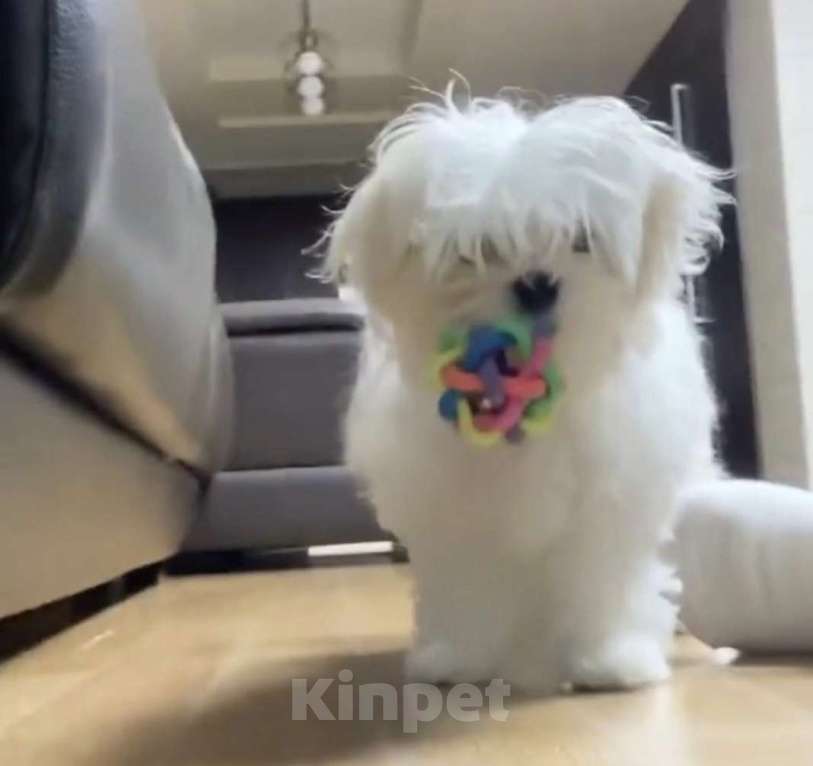 Собаки в Москве: Мальтийская болонка девочка Девочка, Бесплатно - фото 1