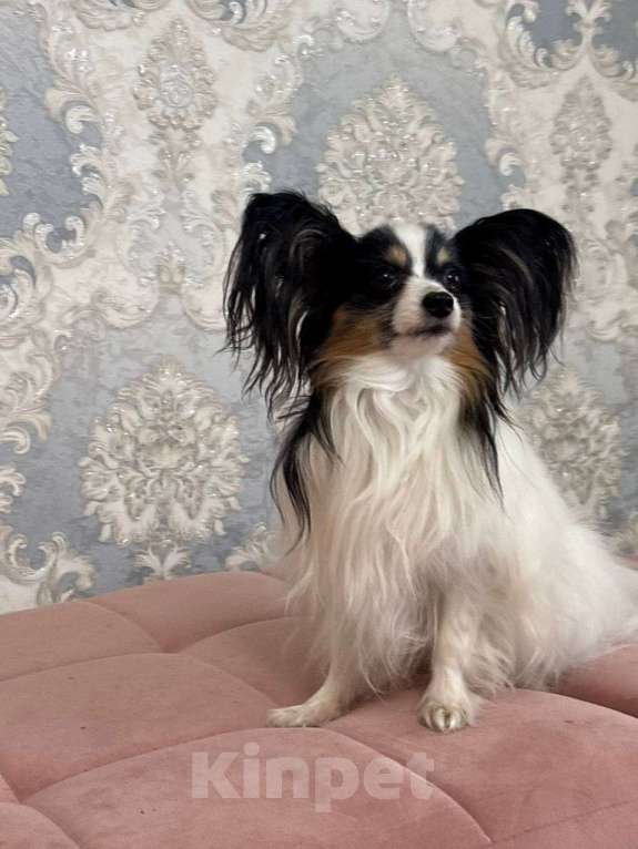 Собаки в других городах Московской области: Щенки Папийон мальчик Мальчик, 15 000 руб. - фото 4