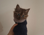 Кошки в Москве: Котенок-девочка 1,5 месяца Девочка, Бесплатно - фото 3