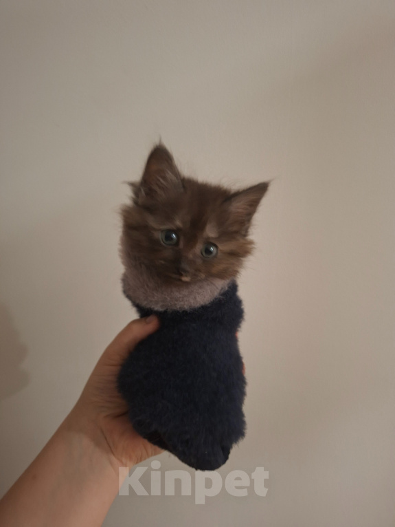 Кошки в Москве: Котенок-девочка 1,5 месяца Девочка, Бесплатно - фото 3