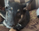 Собаки в Новосибирске: ! Отдам щенка-девочку в добрые руки! Девочка, 1 руб. - фото 1