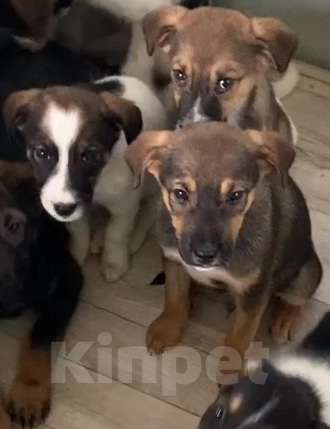 Собаки в Липецке: Щенки из приюта даром Девочка, Бесплатно - фото 10