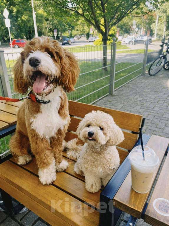 Собаки в Сочи: Вязка самого красивого лабрадудля 2025 года Мальчик, 150 000 руб. - фото 8