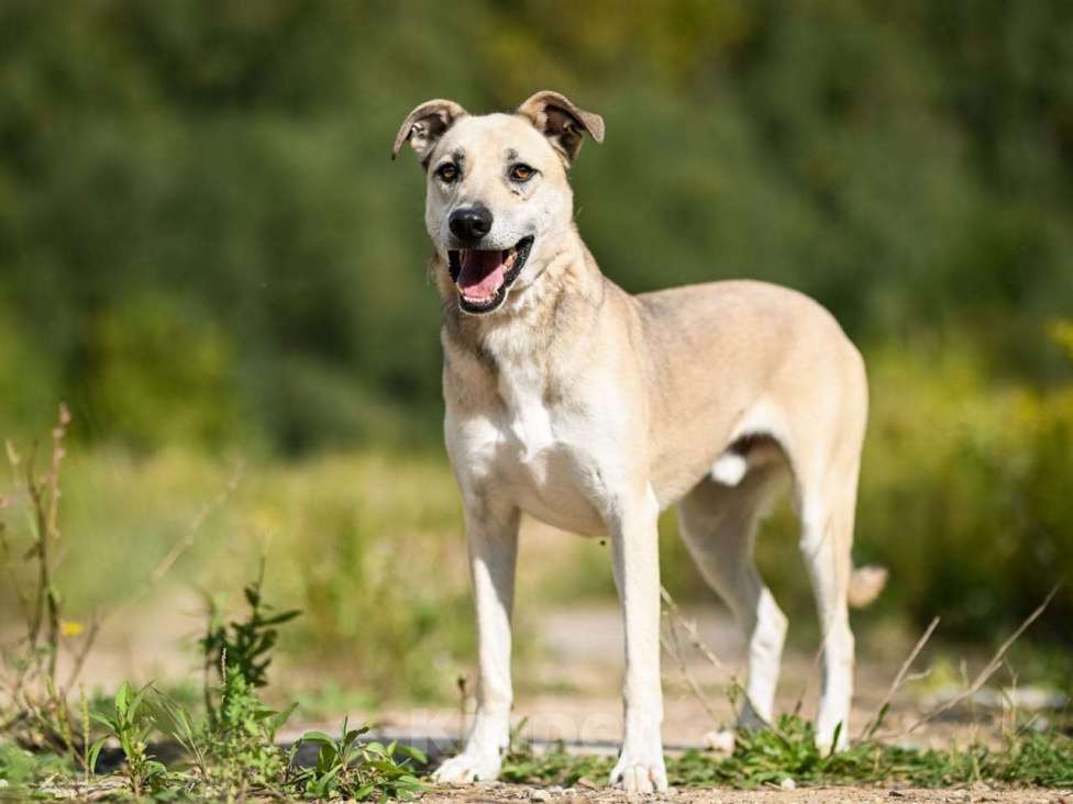 Собаки в Химках: Сахар в самые лучшие руки Мальчик, Бесплатно - фото 6