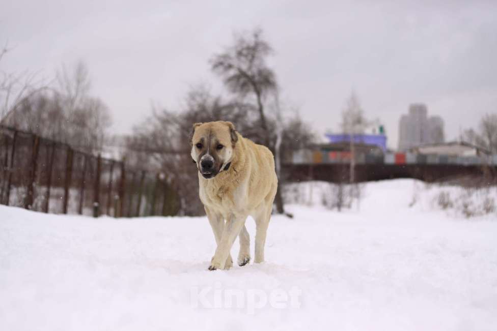 Собаки в Москве: Китнисс Девочка, Бесплатно - фото 4