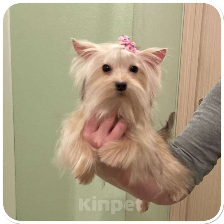 Собаки в Москве: Мини девочка йоркширского терьера золотая голддаст Девочка, 80 000 руб. - фото 5