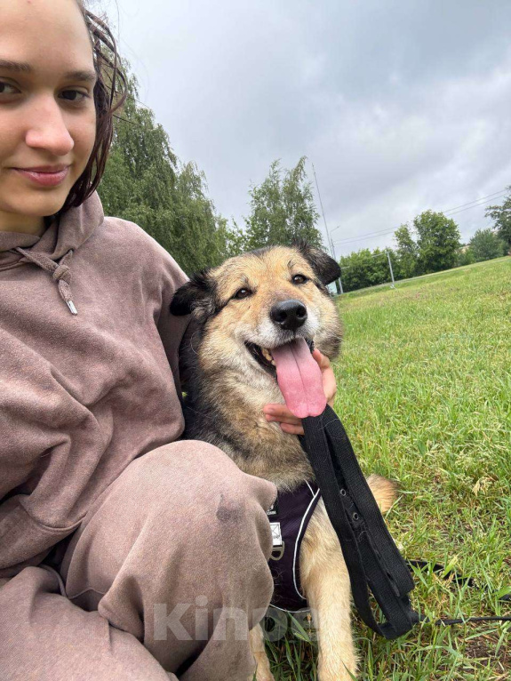 Собаки в Москве: Девушка которая любит! Девочка, Бесплатно - фото 7