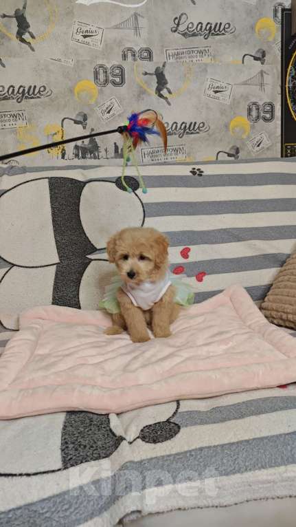 Собаки в Москве: Мальтипу Тедди девочка  Девочка, 85 000 руб. - фото 2