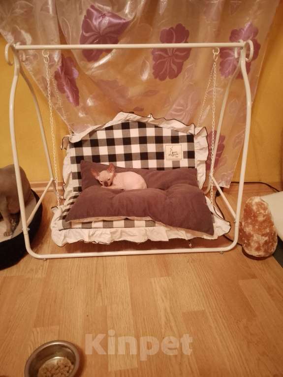 Кошки в Рязани: Продам котят Мальчик, 12 000 руб. - фото 5