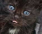 Кошки в Санкт-Петербурге: Малюсенький черный котёнок с голубыми глазками Мальчик, Бесплатно - фото 2