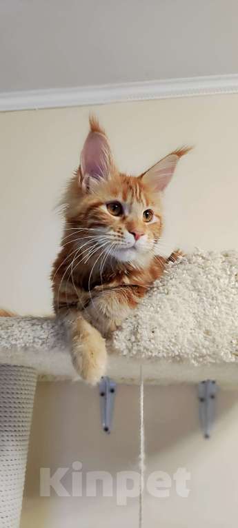 Кошки в Санкт-Петербурге: Девочка котенок Мейн кун Девочка, 100 000 руб. - фото 1