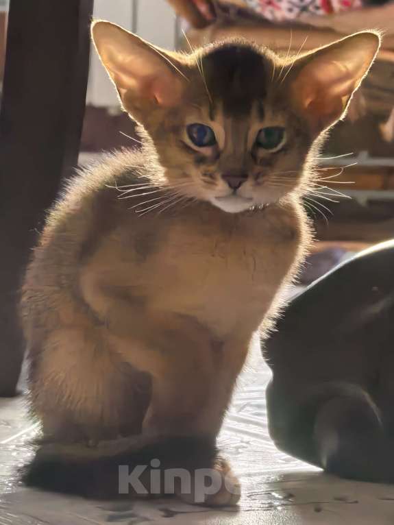 Кошки в других городах Московской области: Абиссинский котик  Мальчик, 75 000 руб. - фото 1