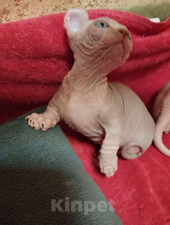 Кошки в Тутаеве: Малыш двэльф Мальчик, 20 000 руб. - фото 3