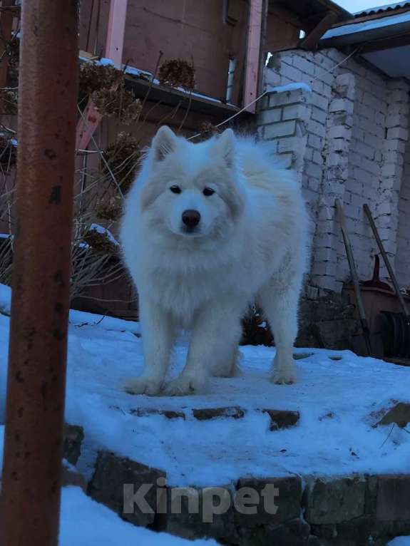 Собаки в Мур: Продажа щенков Разнополые, 25 000 руб. - фото 6