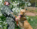 Собаки в других городах Пермского края: Большое и обнимательное солнышко Мальчик, Бесплатно - фото 9