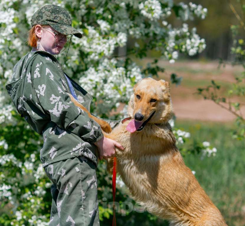 Собаки в других городах Пермского края: Большое и обнимательное солнышко Мальчик, Бесплатно - фото 9