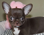 Собаки в Москве: Шоколадная девочка чихуахуа Девочка, 45 000 руб. - фото 1